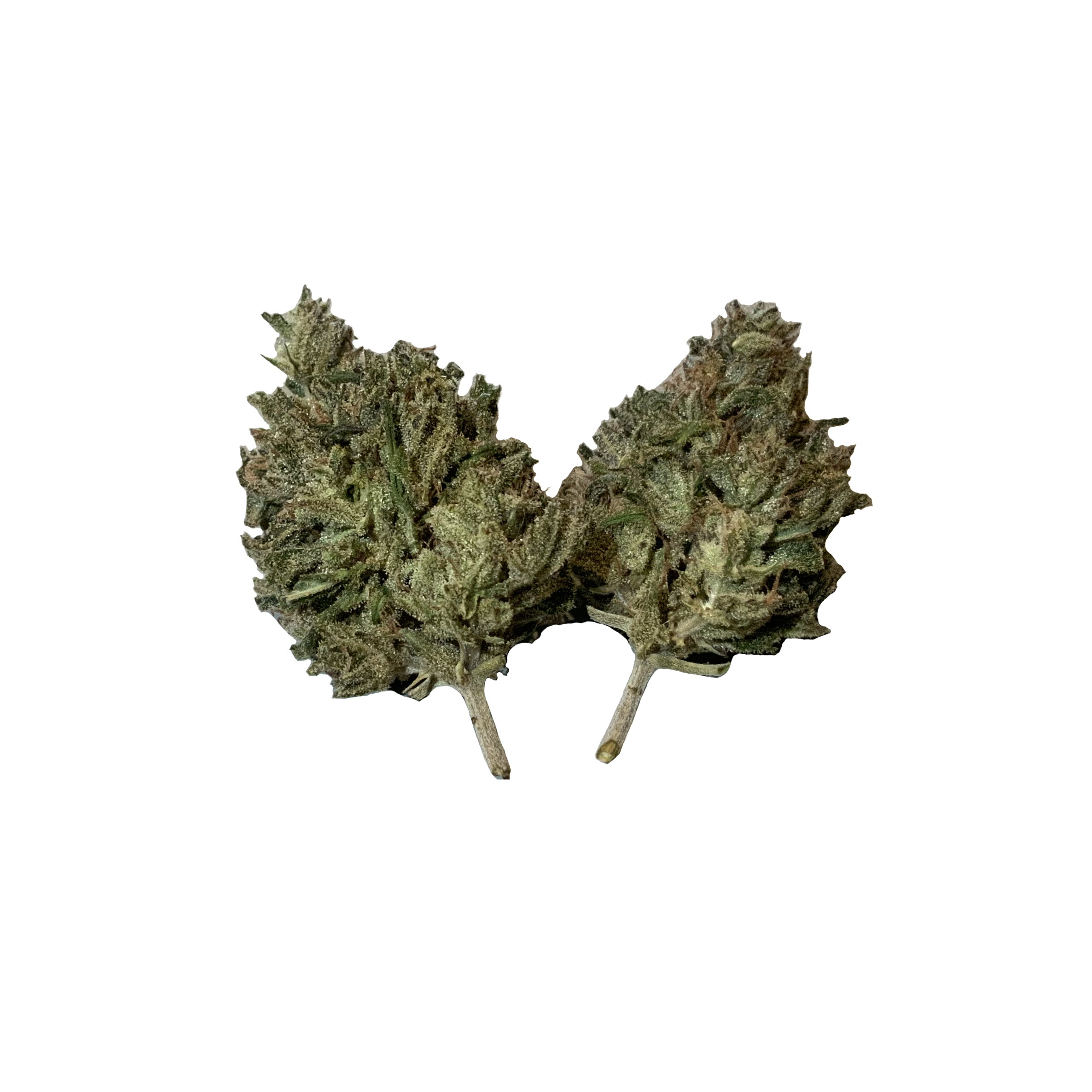 Titan Watchtower Dispensary titan-watchtower-dispensary